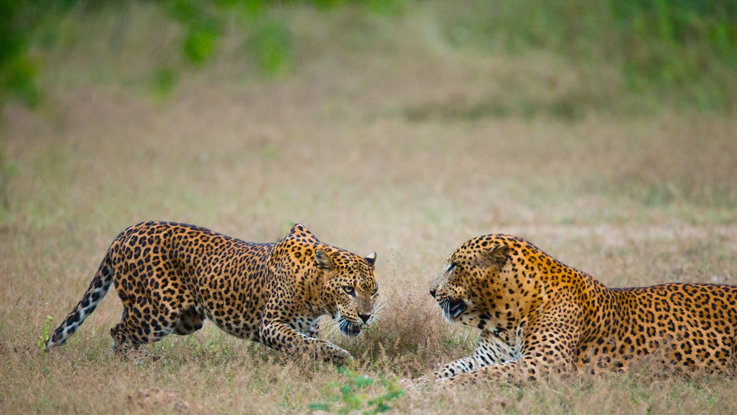 Sri Lanka - 6D5N Ceylon Nature Tour photo 415