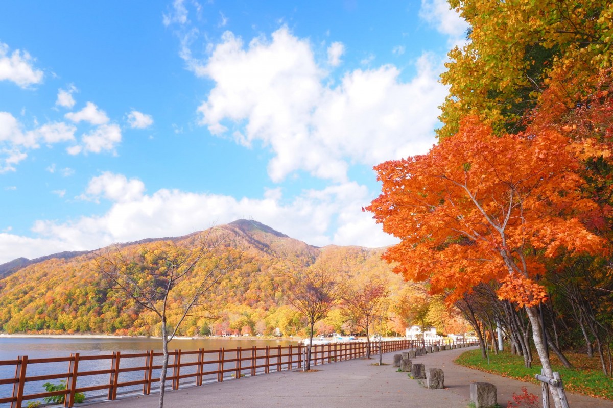 7D5N HOKKAIDO AUTUMN MAPLE LEAF photo 4031