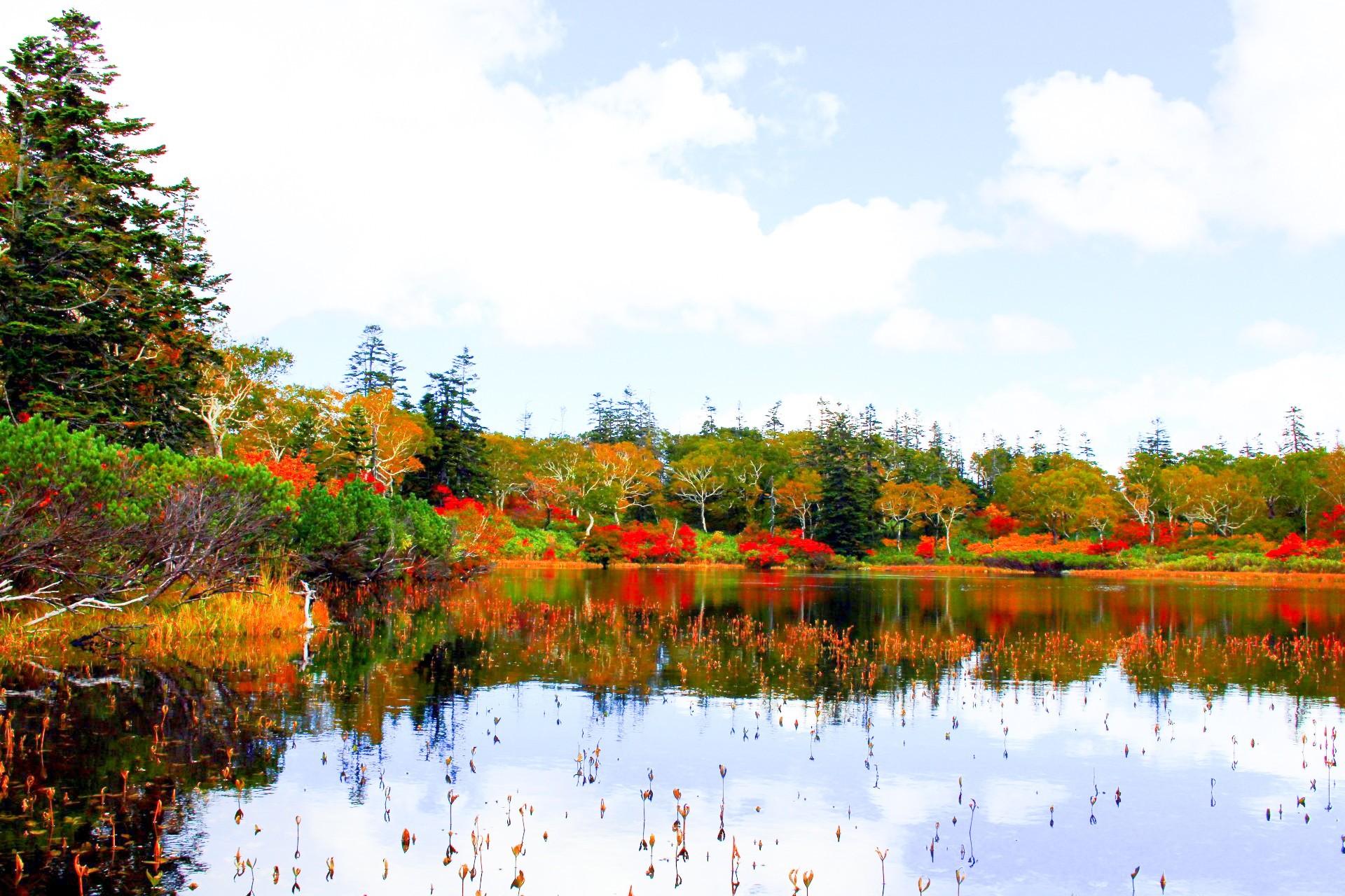 7D5N HOKKAIDO AUTUMN MAPLE LEAF photo 4034