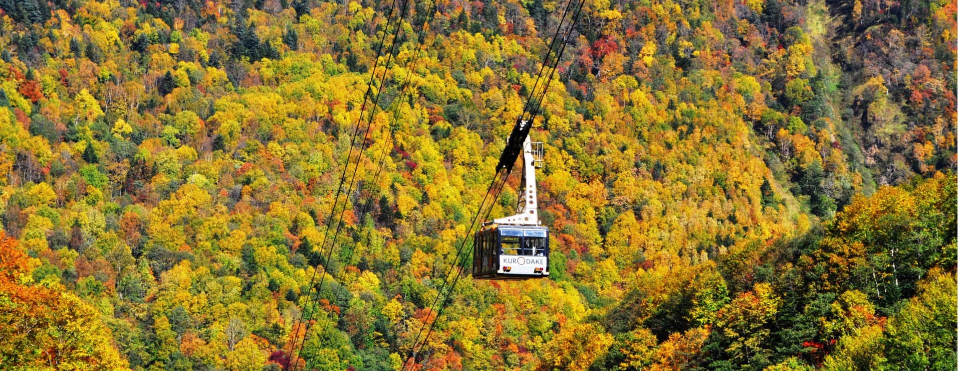 7D5N HOKKAIDO AUTUMN MAPLE LEAF photo 4037