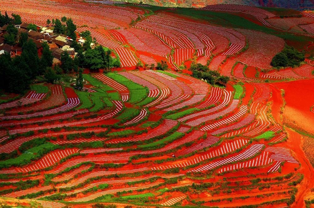 8D7N KUNMING/JIANSHUI/YUANYANG/MILE/DONGCHUAN RED EARTH/JIAOZI SNOW MOUNTAIN photo 4933