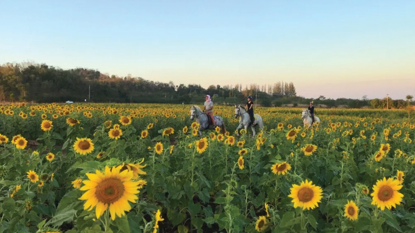 4H3M Bangkok Sunflower + Khao Yai - Muslim photo 5894