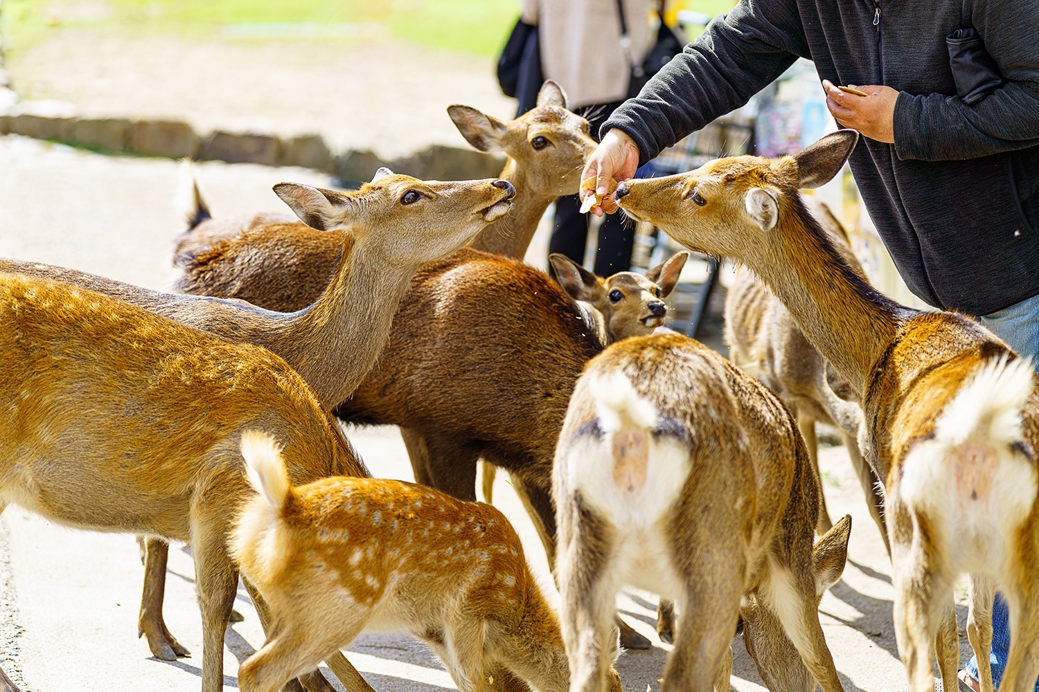 6D4N OSAKA/NARA/KYOTO+USJ photo 5990