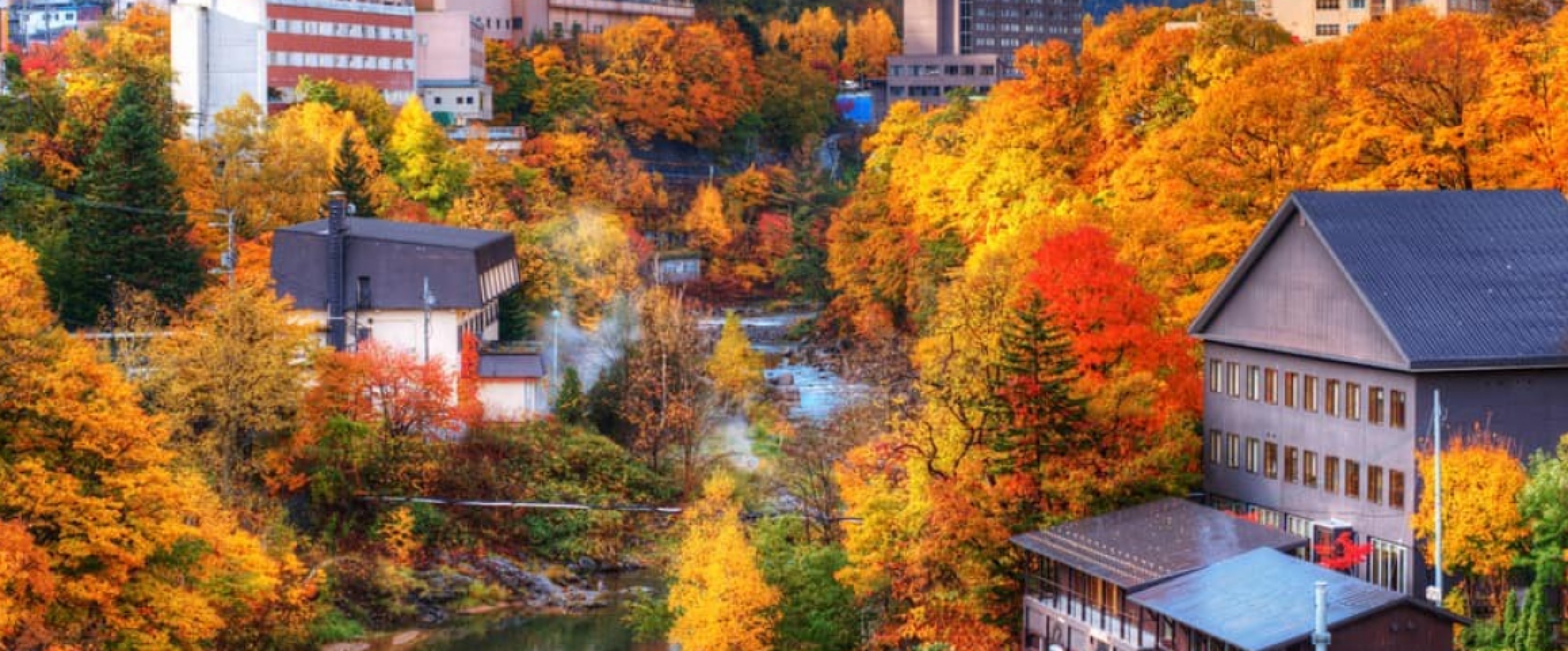 7D5N HOKKAIDO AUTUMN MAPLE LEAF photo 742