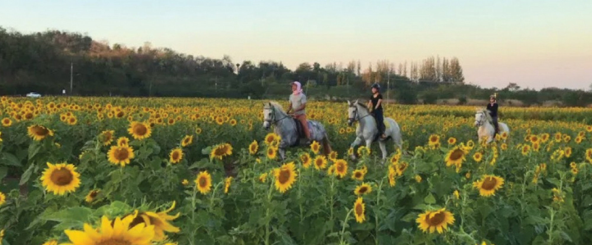 4H3M Bangkok Sunflower + Khao Yai - Muslim photo 987